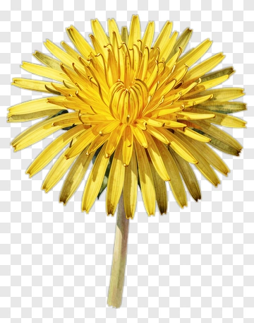 Yellow Dandelion PNG