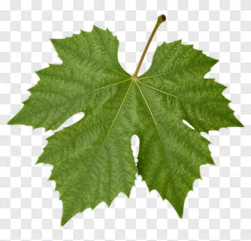 Grape Leaf PNG