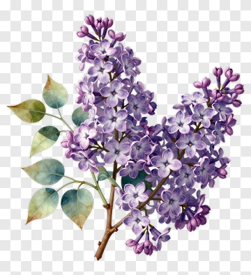 Lilac Flowers In Watercolor Style PNG