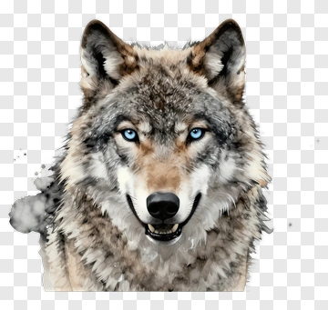Wolf Portrait PNG