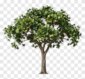Tree With Dense Foliage PNG