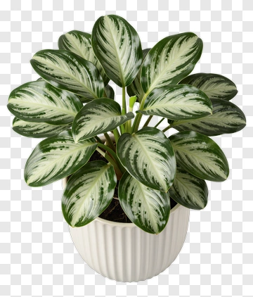 Calathea In White Pot PNG