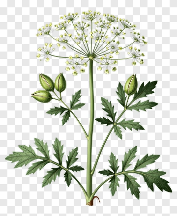 Botanical Illustration Of White Plant PNG