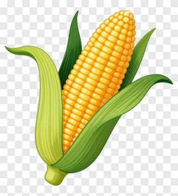 Fresh Corn With Green Leaves PNG