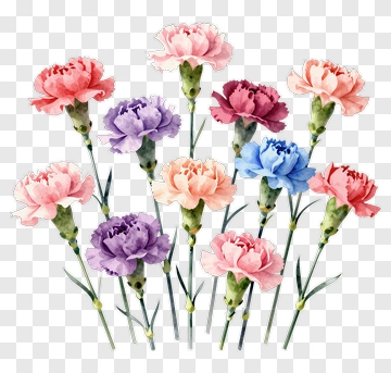 Watercolor Carnations In Pastel Hues PNG