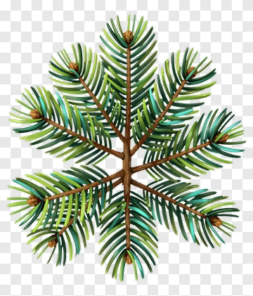 Pine Branch With Needles And Cones PNG