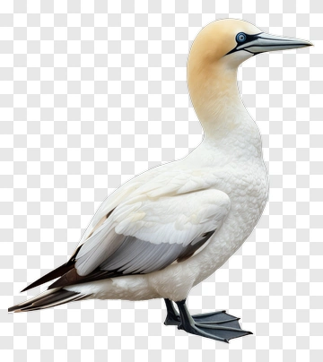 Gannet PNG