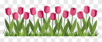 Pink Tulips With Green Leaves PNG