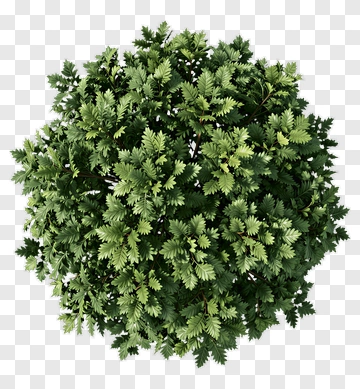 Round Green Tree PNG