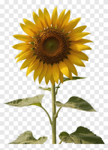 Sunflower In Field PNG