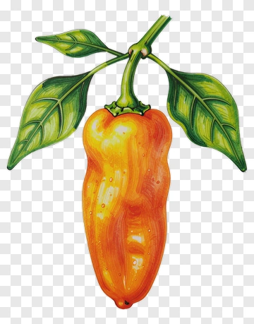 Orange Bell Pepper With Green Leaves PNG