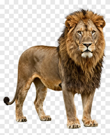 Lion Standing PNG