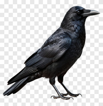 Black Crow PNG