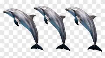 Three Dolphins Leaping Together PNG