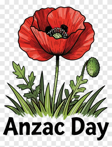 Red Poppy Flower For Anzac Day PNG