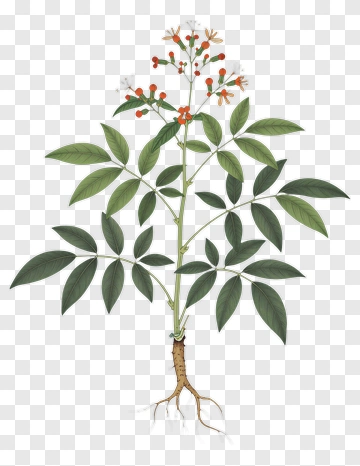 Botanical Illustration Of A Plant With Flowers And Roots PNG