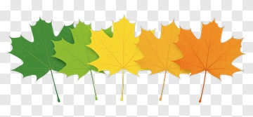 Maple Leaves In Autumn Colors PNG