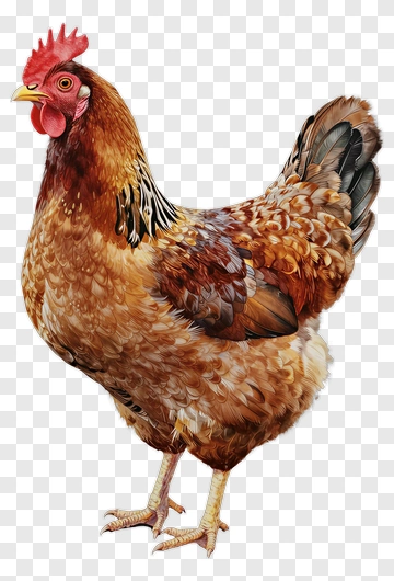Realistic Rooster Illustration PNG