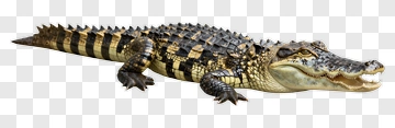 Alligator With Open Mouth PNG
