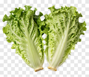 Fresh Lettuce PNG