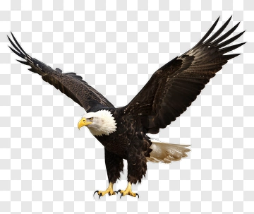 Bald Eagle Soaring Over Rock PNG