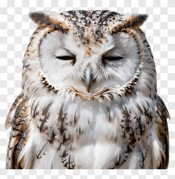 Close-up Of An Owl With Closed Eyes PNG