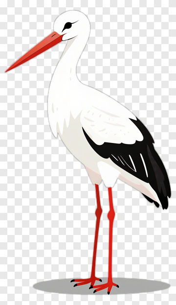 White Stork With Red Beak And Legs PNG