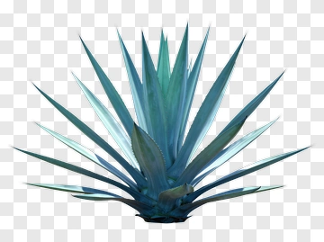 Blue Agave Plant PNG