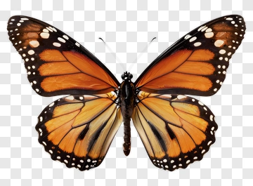 Monarch Butterfly PNG