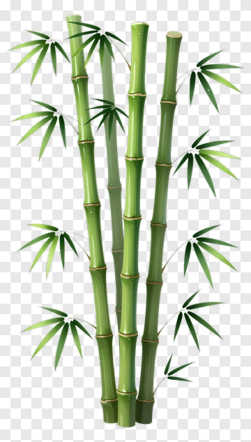Bamboo PNG