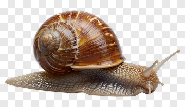 Snail PNG