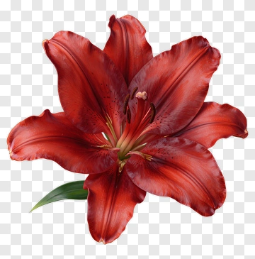 Red Lily With Green Leaf PNG