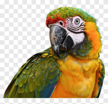 Macaw PNG