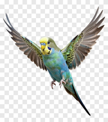 Flying Budgerigar PNG