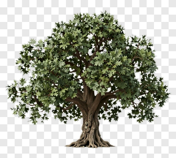 Tree With Dense Canopy PNG