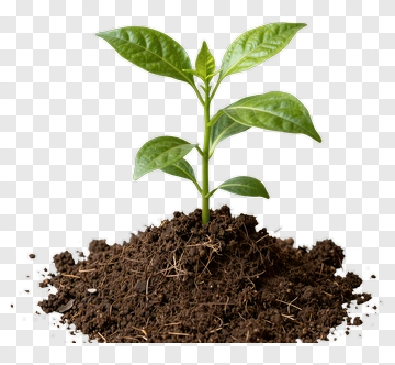 Young Plant Growing From Soil PNG