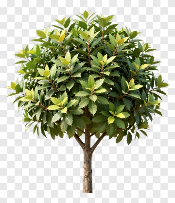 Tree With Dense Foliage PNG