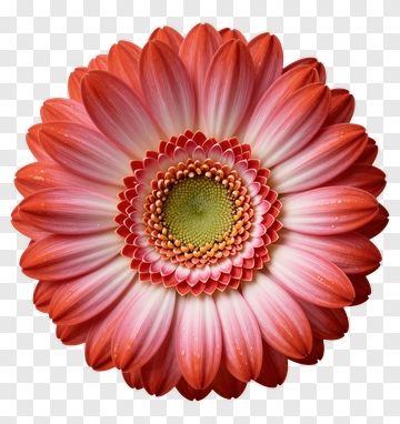 Gerbera Daisy Flower PNG