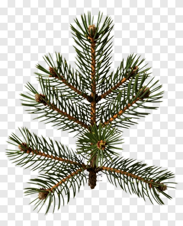 Pine Branch PNG