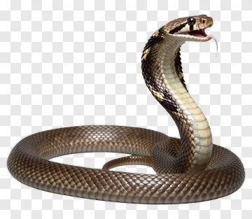 Cobra With Open Mouth And Raised Hood PNG