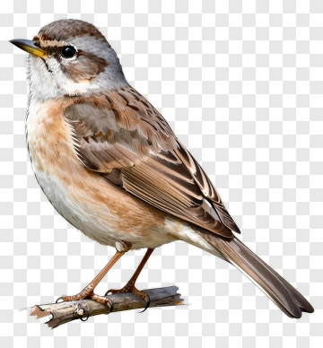 A Realistic Sparrow Perched On A Branch PNG