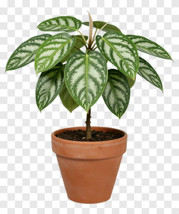 Leafy Potted Plant With White Patterned Leaves PNG
