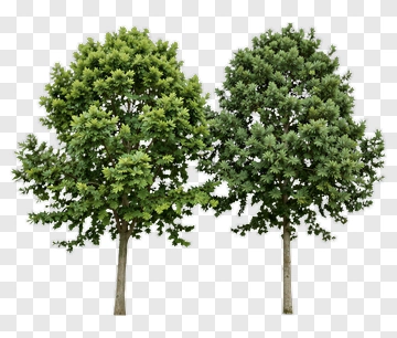 Two Trees With Full Canopies PNG