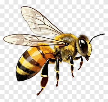 Realistic Bee Illustration PNG