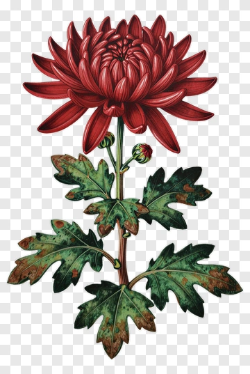 Red Chrysanthemum With Green Leaves PNG