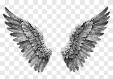 Angel Wings With Detailed Feathers PNG