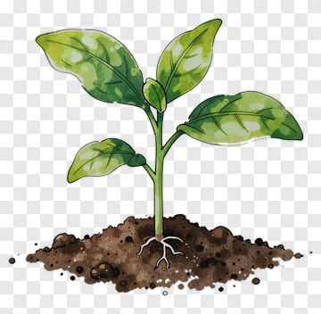 Young Plant With Green Leaves And Roots PNG