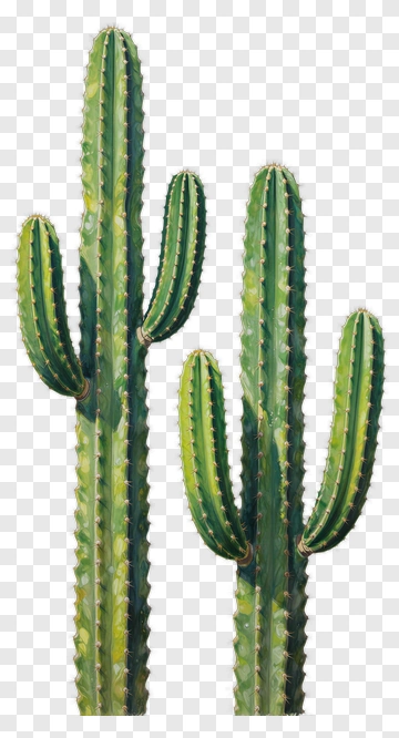 Cactus Plants PNG