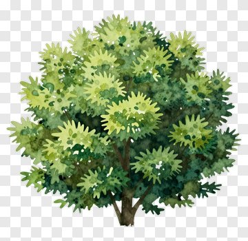 Watercolor Tree PNG