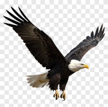 American Eagle In Flight PNG